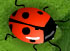 2 Many Bugs
