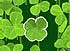 Lucky Clover